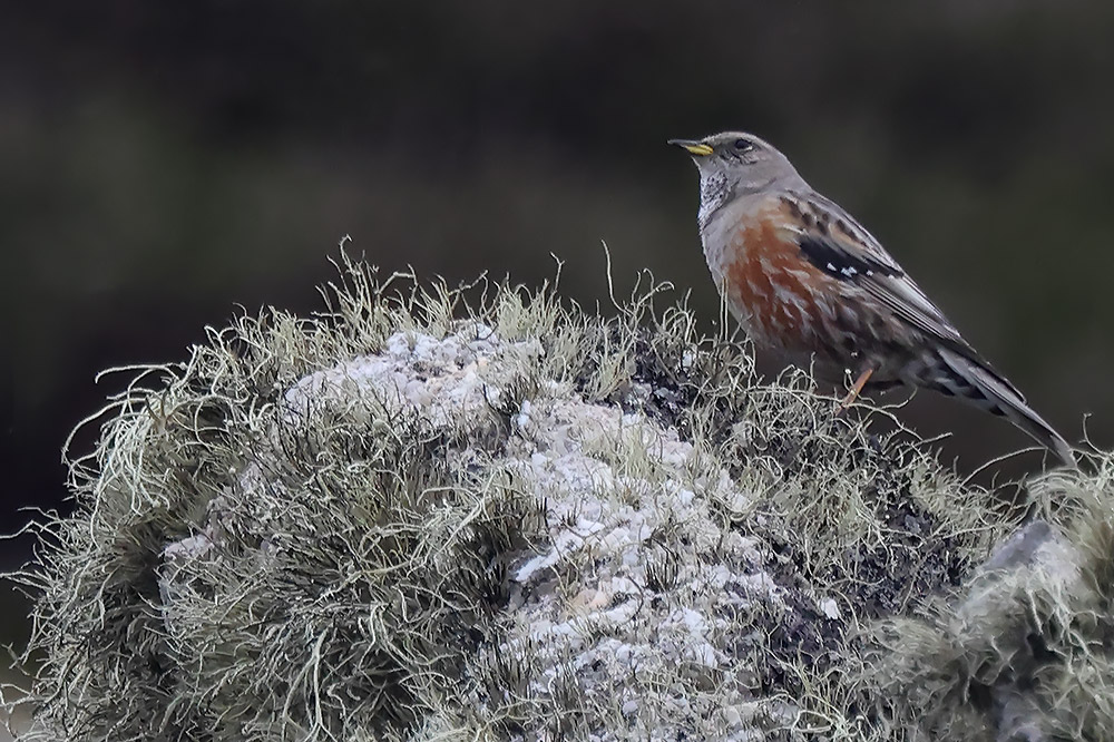 Alpine accentor